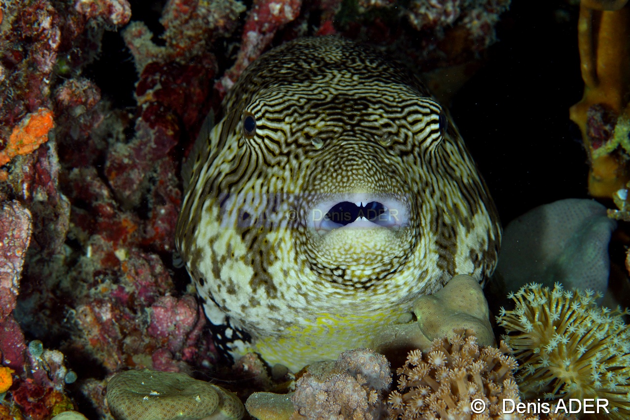 Arothron mappa-Wakatobi Moga Island-10m-20180530nuit-Denis-ADER-DSC_2436_tn.jpg